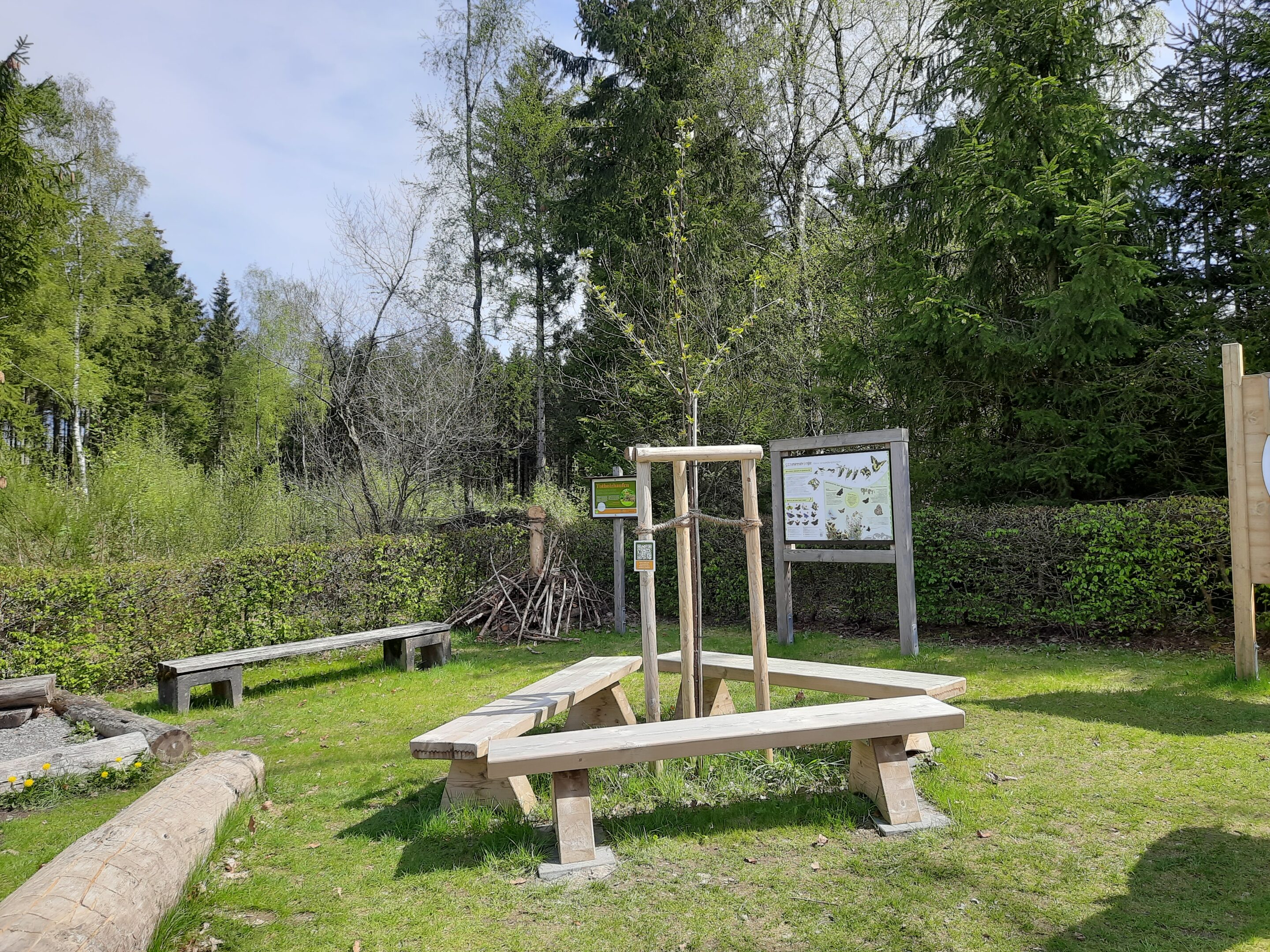 Wildkirsche Frühling 2025