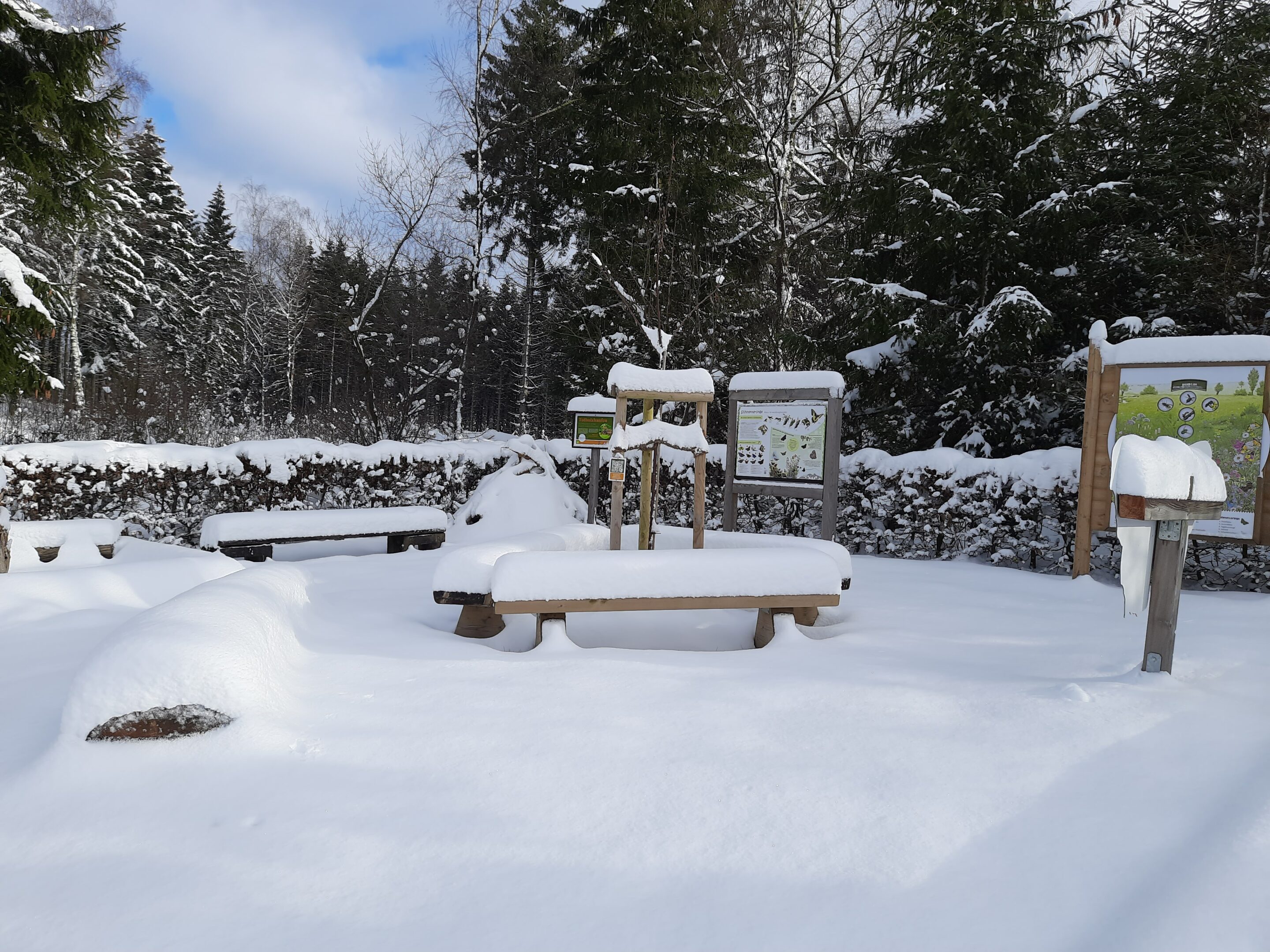 Wildkirsche Winter 2024/2025
