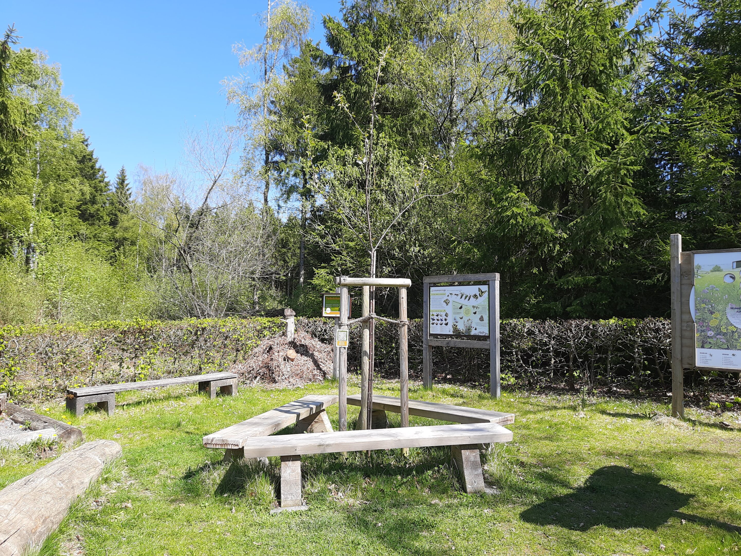 Wildkirsche Frühjahr 2026